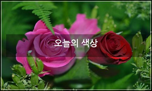오늘의 이미지