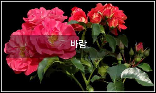 오늘의 이미지